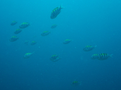 Abudefduf troschelii