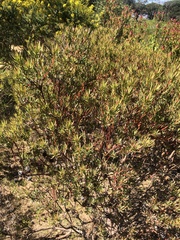 Leucadendron lanigerum lanigerum