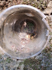 Phimenes flavopictus