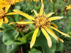 Ligularia