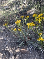 Packera multilobata
