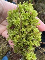 Sphagnum tenellum