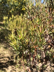 Leucadendron lanigerum lanigerum