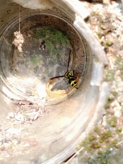 Phimenes flavopictus