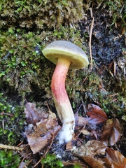 Xerocomellus chrysenteron