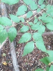 Lonicera