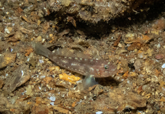 Coryphopterus urospilus