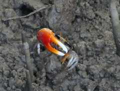 Tubuca coarctata