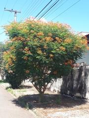 Caesalpinia pulcherrima