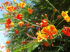 Caesalpinia pulcherrima