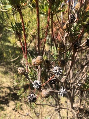 Leucadendron lanigerum lanigerum