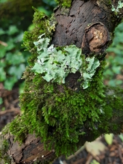 Punctelia jeckeri