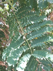 Caesalpinia pulcherrima