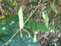 Caesalpinia pulcherrima