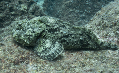 Scorpaena mystes