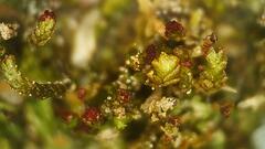 Crossocalyx hellerianus