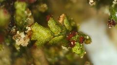 Crossocalyx hellerianus