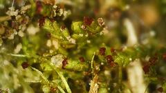 Crossocalyx hellerianus