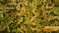 Crossocalyx hellerianus