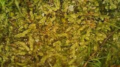 Crossocalyx hellerianus