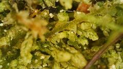 Crossocalyx hellerianus