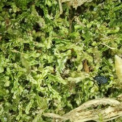 Crossocalyx hellerianus