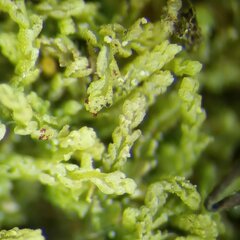 Crossocalyx hellerianus