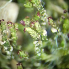 Crossocalyx hellerianus