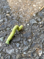 Biston betularia