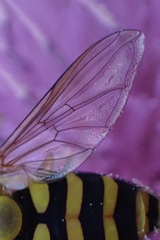 Syrphus rectus
