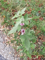 Althaea taurinensis