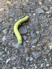 Biston betularia