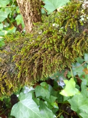 Cryphaea heteromalla