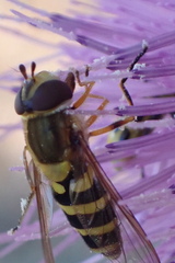 Syrphus rectus