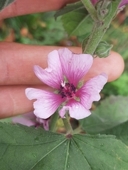 Althaea taurinensis