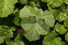 Neoerysiphe galeopsidis