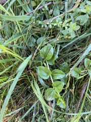 Lysimachia nummularia