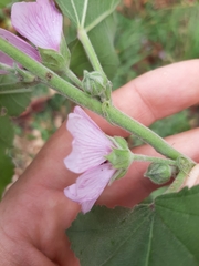 Althaea taurinensis