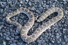 Crotalus scutulatus