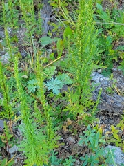 Artemisia biennis