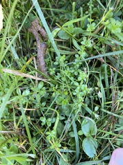 Lysimachia nummularia