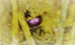 Phelotrupes auratus