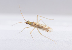 Dicyphus epilobii
