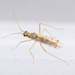 Dicyphus epilobii - Photo (c) Antti Salovaara, some rights reserved (CC BY-NC-ND), uploaded by Antti Salovaara