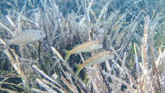 Mullus barbatus