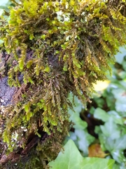 Cryphaea heteromalla
