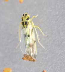 Eupteryx atropunctata