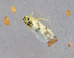 Eupteryx atropunctata