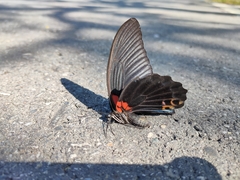 Papilio memnon heronus