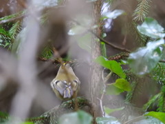 Regulus regulus